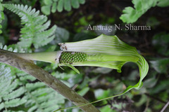 Arisaema leschenaultii